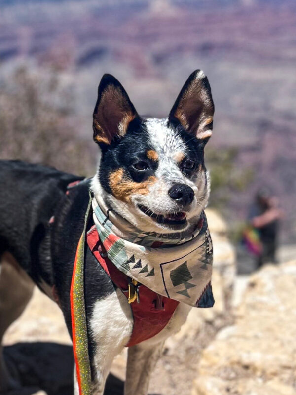 Desert Sand Bandana