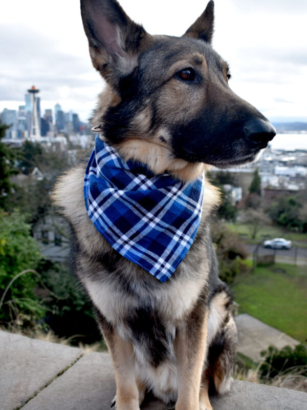 Blue Plaid Bandana