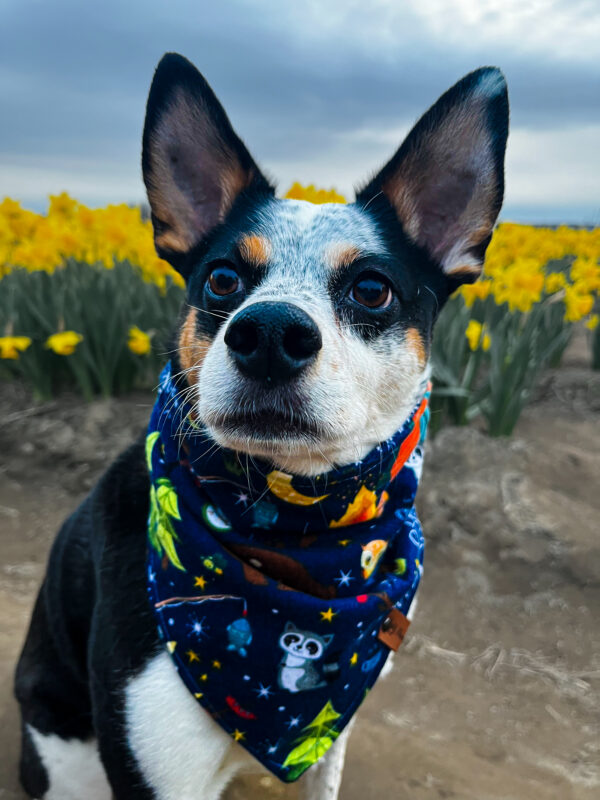 Night Critter Bandana