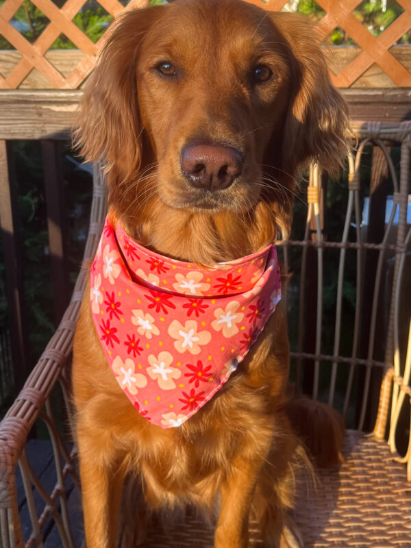 Groovy sandy Bandana