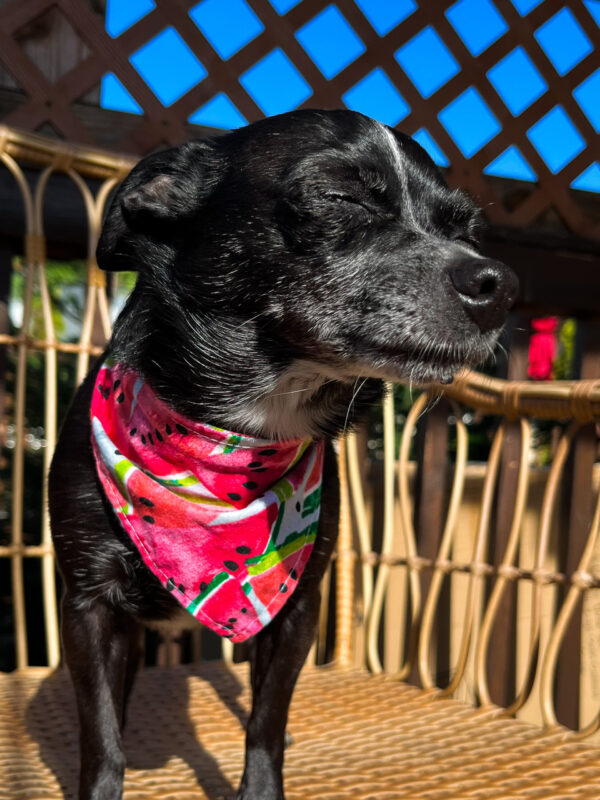 Watermelon lover Bandana