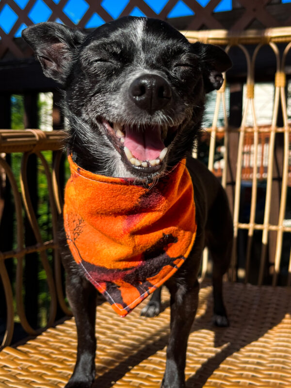 Sunset Ride Bandana