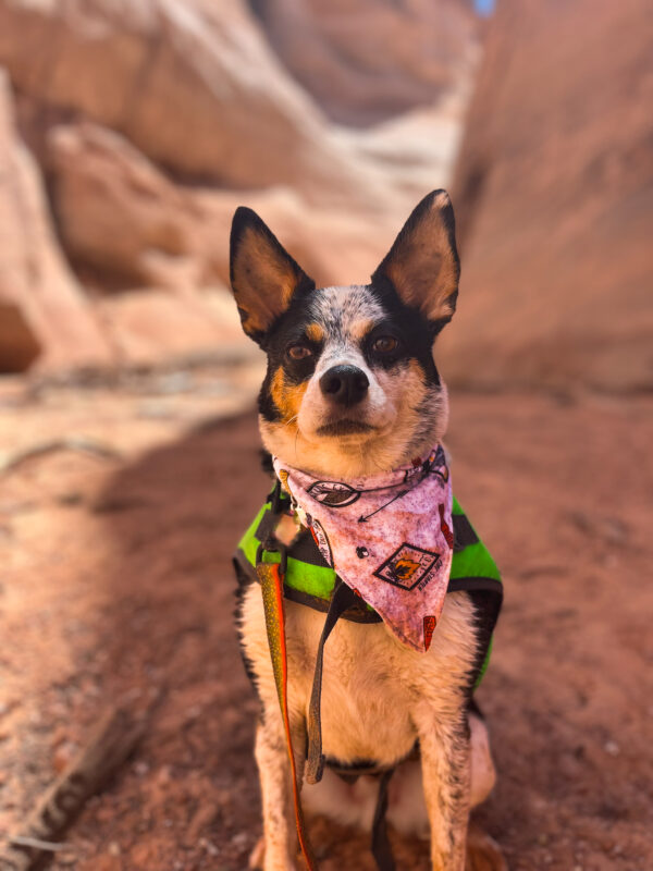 Outdoor Glow in the Dark Bandana