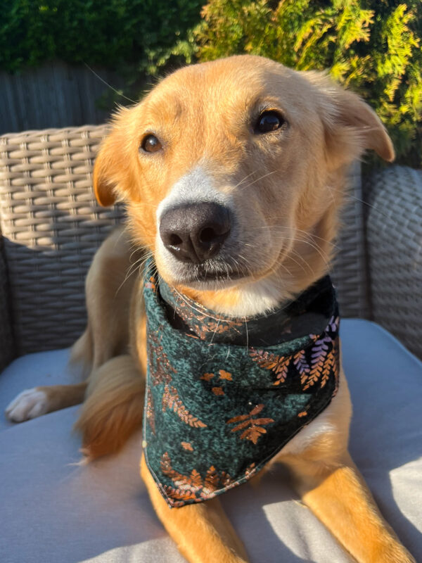 Gold Butterfly Bandana