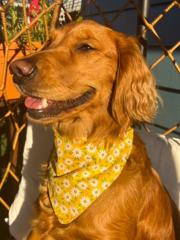 Yellow Daisy Bandana