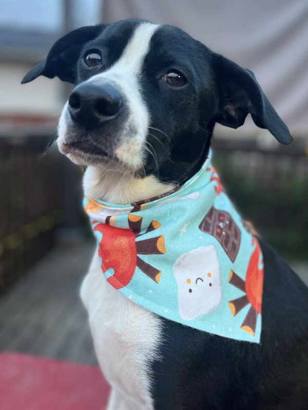 Some More S'mores Bandana