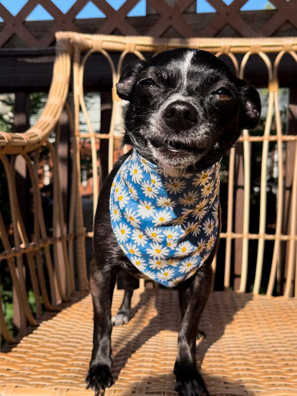 Blue Daisy Bandana