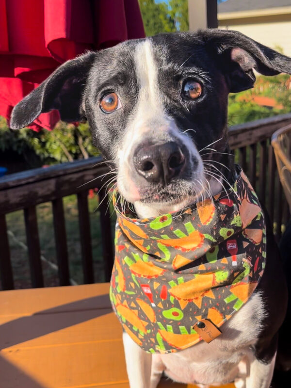 Dino Taco Bandana