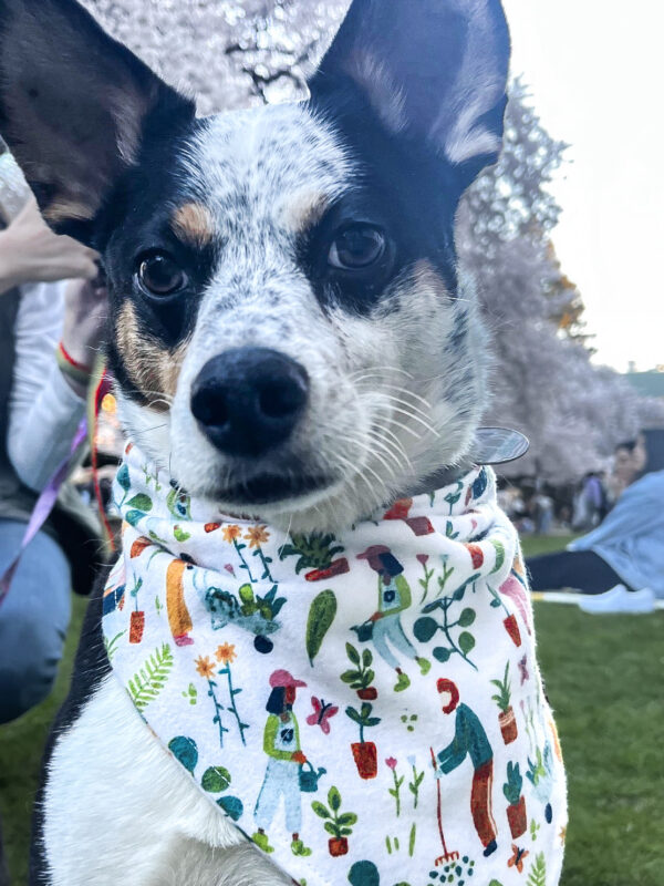 Garden Time Bandana