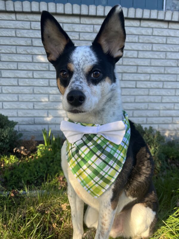 Lucky White Bow Bandana