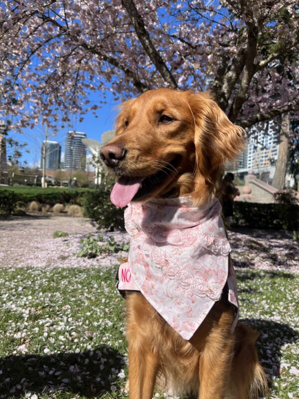 Rose Garden Dog Bandana