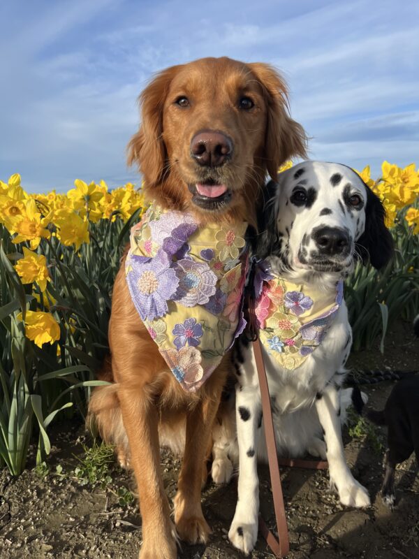 3D Embroidered Dog Bandana