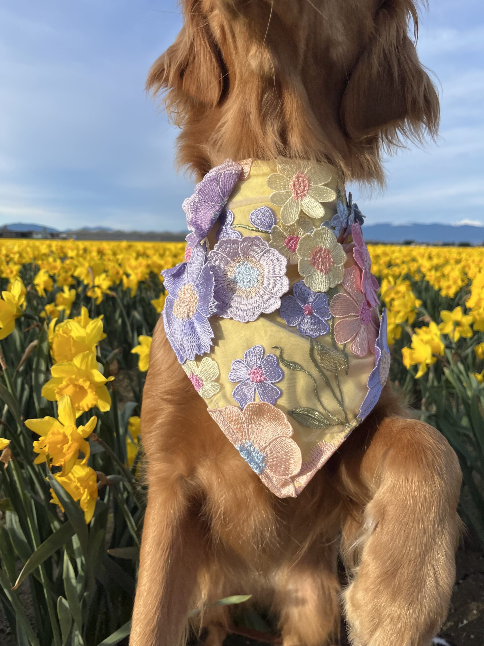 3D Embroidered Dog Bandana