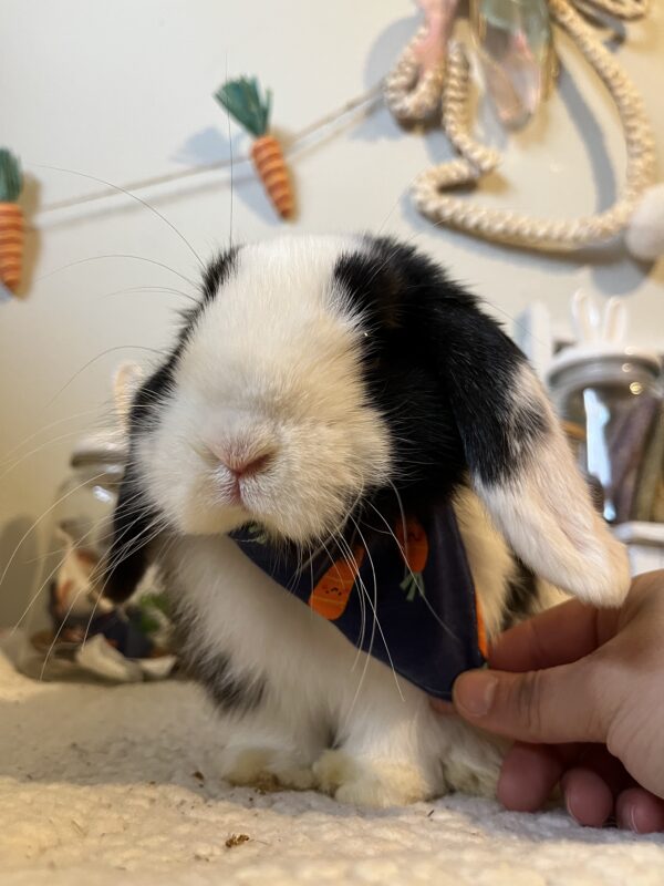 Blue Carrot Bunny Bandana